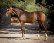 CCF Clear Sailing, 2015 gelding by Clintord I ex Nouska