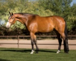 CCF Coral Sea, 2013 gelding by Clintord I ex Nouska
